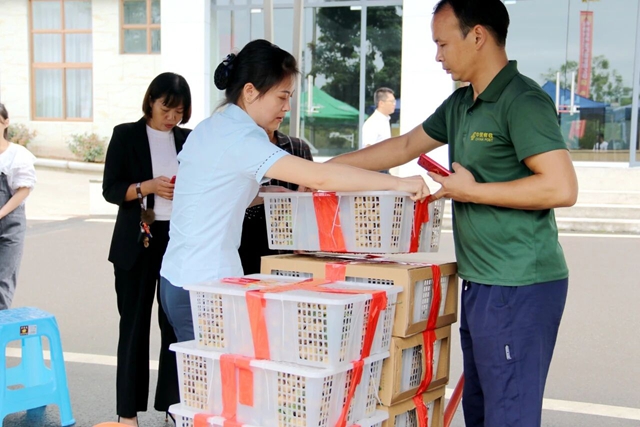 泸州桂圆有多“拼”? 520年的古树还在结果,70岁的果农还在创新(图8) 7.jpg