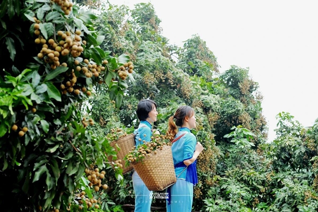 泸州桂圆有多“拼”? 520年的古树还在结果,70岁的果农还在创新(图7) 6.jpg