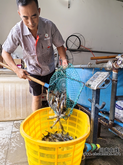 泸县:打完谷子收龙虾 双稻双虾效益佳 (图6) 上市的大头虾(曾佐然摄).jpg