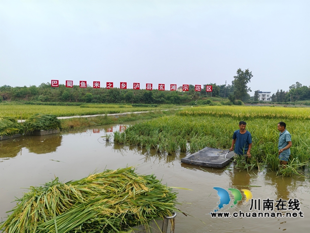泸县:打完谷子收龙虾 双稻双虾效益佳 (图2) 收割中稻1(曾佐然摄).jpg