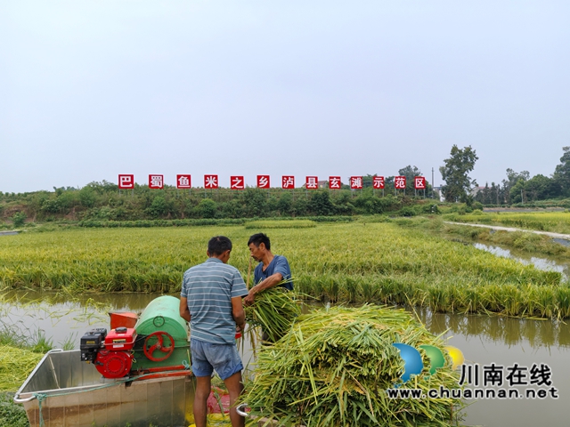 泸县：打完谷子收龙虾 双稻双虾效益佳 