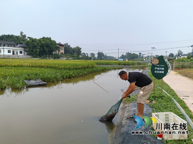 泸县:打完谷子收龙虾 双稻双虾效益佳 (图3) 捕捉小龙虾(曾佐然摄).jpg