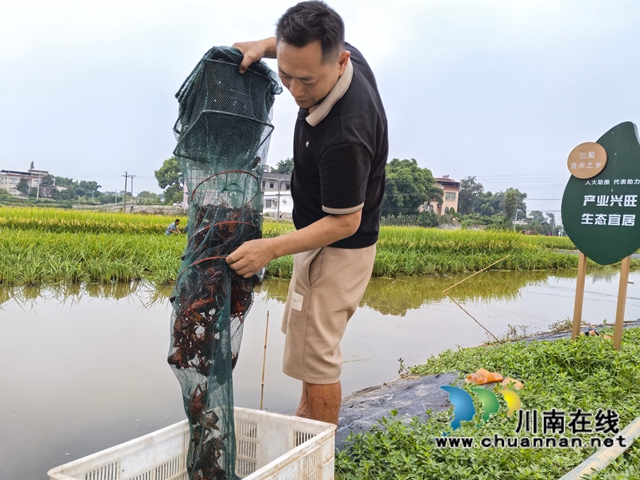 泸县:打完谷子收龙虾 双稻双虾效益佳 (图4) 捕捉小龙虾上市(曾佐然摄).jpg