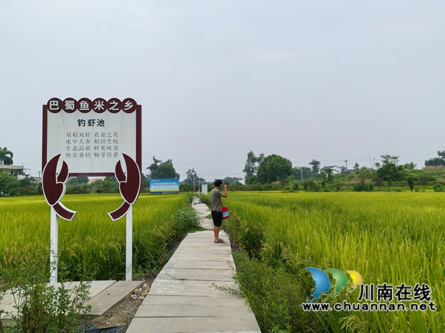 泸县:打完谷子收龙虾 双稻双虾效益佳 (图5) 为小龙虾投料(曾佐然摄).jpg