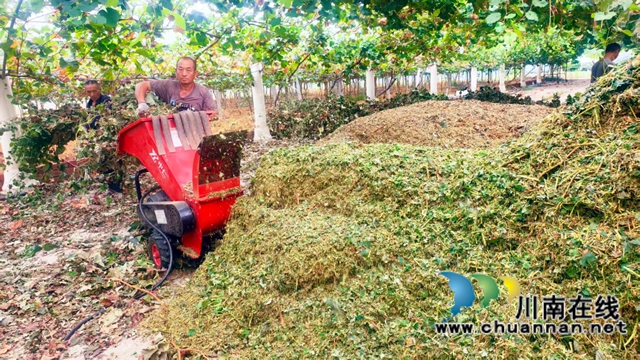 纳溪：葡萄枝条“变废为宝”，昔日“人人嫌” 今朝“香饽饽”