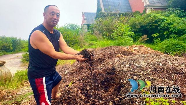 纳溪:葡萄枝条“变废为宝”,昔日“人人嫌” 今朝“香饽饽”(图2) 图2:胡朝贵介绍树枝发酵的有机肥.jpg