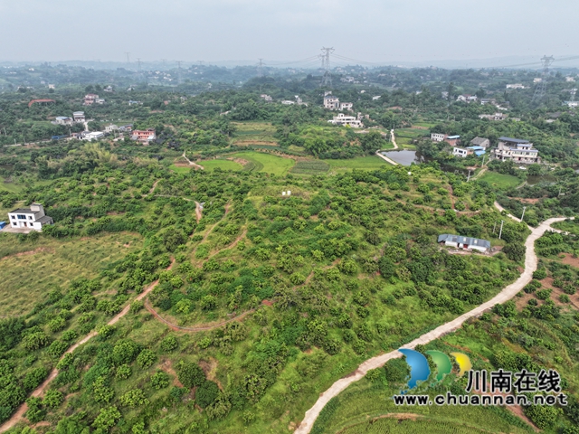 泸县：龙眼龙虾特色产业的增收秘码