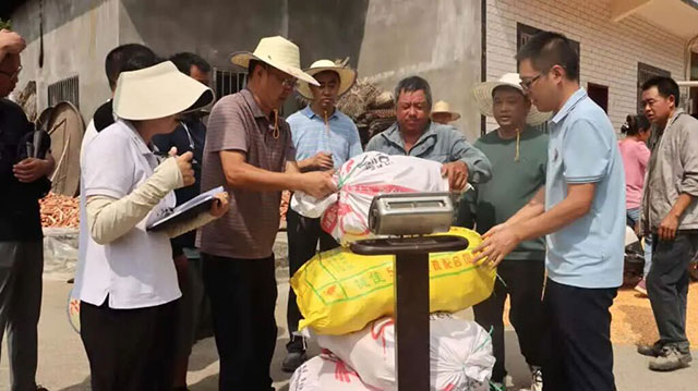 古蔺:玉米“百亩超高产”攻关方突破900公斤/亩(图5) 5.jpg