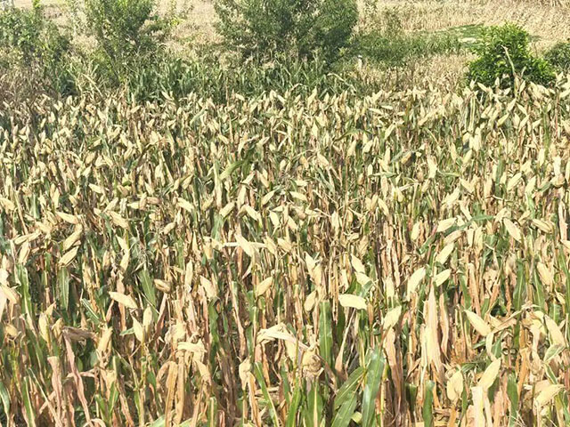 古蔺:玉米“百亩超高产”攻关方突破900公斤/亩(图1) 1.jpg