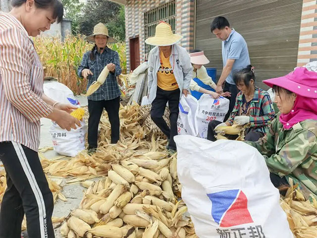 古蔺:玉米“百亩超高产”攻关方突破900公斤/亩(图3) 3.jpg