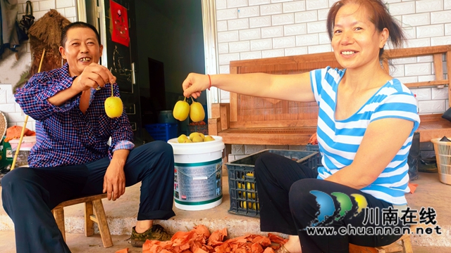 分级定价 冷库保鲜|纳溪六旬农民让一亩猕猴桃卖出两亩钱(图1) 图1:胡登华何代芳夫妇分拣猕猴桃.jpg