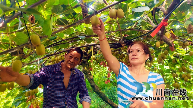 分级定价 冷库保鲜｜纳溪六旬农民让一亩猕猴桃卖出两亩钱