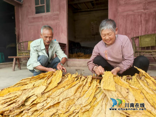 乌蒙深处，五秩金叶写春秋