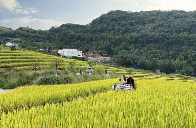 不止种粮 更要“种风景” 西南医大附院在旺龙村写下农文旅融合发展生动答卷