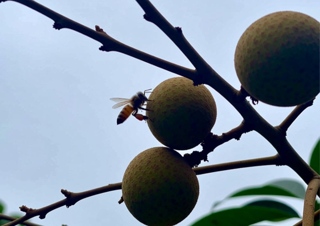 桂圆熟透了!泸州人去外面耍要当心“空中小霸王”——马蜂(图1) 1.jpg