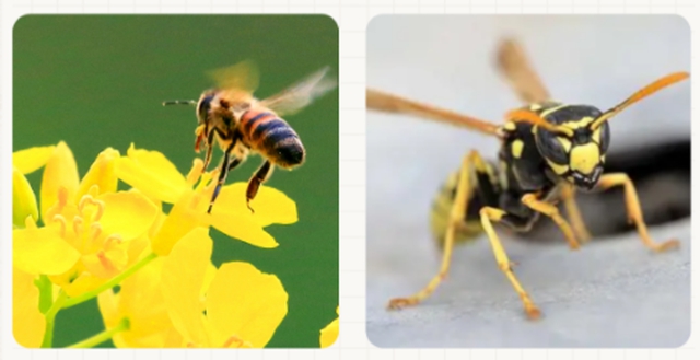 桂圆熟透了!泸州人去外面耍要当心“空中小霸王”——马蜂(图5) 5.jpg