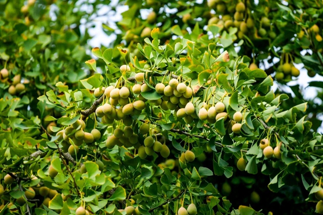 泸州“丰”景独好!今日,把丰收装进购物袋(图4) 4.jpg