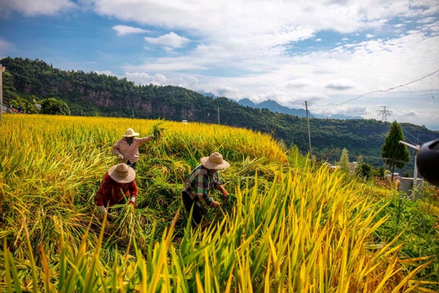 泸州“丰”景独好!今日,把丰收装进购物袋(图3) 3.jpg