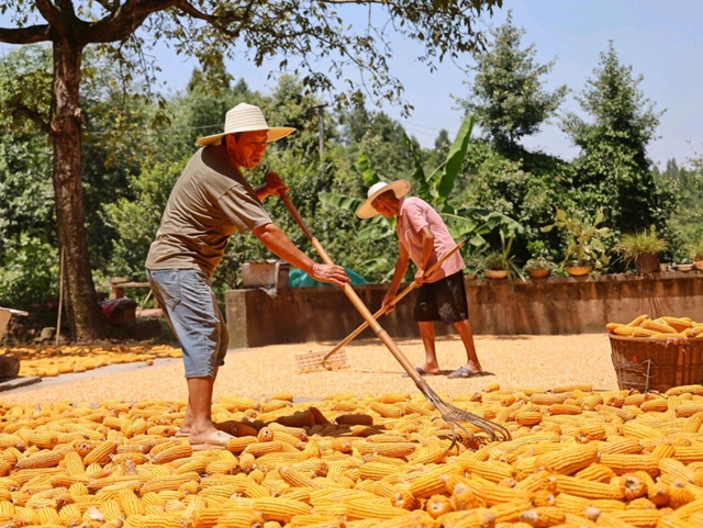 泸州“丰”景独好!今日,把丰收装进购物袋(图7) 7.jpg