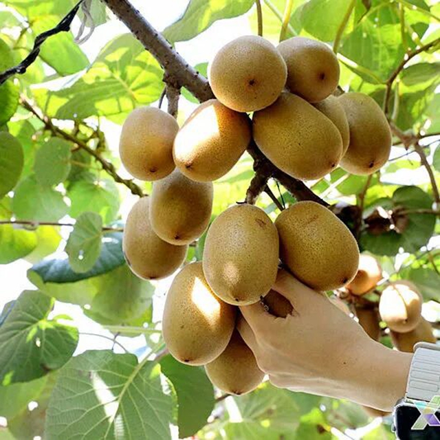 叙永石桩村6万斤黄心猕猴桃熟啦!把秋天的新鲜甜蜜抱回家(图3) 3.jpg