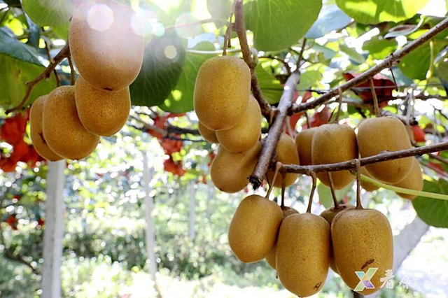 叙永石桩村6万斤黄心猕猴桃熟啦!把秋天的新鲜甜蜜抱回家(图4) 4.jpg