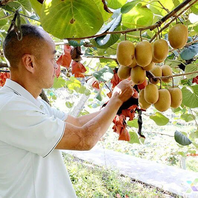 叙永石桩村6万斤黄心猕猴桃熟啦!把秋天的新鲜甜蜜抱回家(图2) 2.jpg