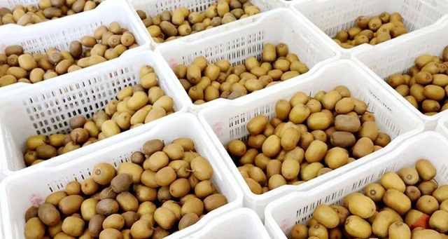 叙永石桩村6万斤黄心猕猴桃熟啦!把秋天的新鲜甜蜜抱回家(图5) 5.jpg