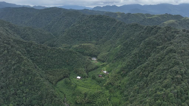 古蔺黄荆：老林走出“生态致富路”，蜂蜜酿出“金山银山”