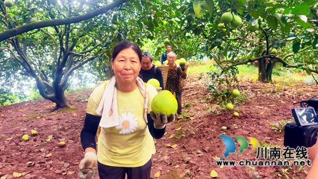 图1：水晶柚丰收乐了果农 周超文 摄.jpg