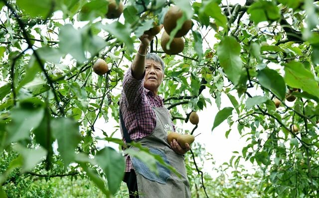 古蔺县彰德街道：枣林雪梨炖出秋日温暖