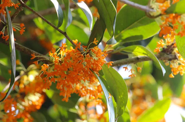 月是故乡明,饼是纳溪香(图8) 8.jpg