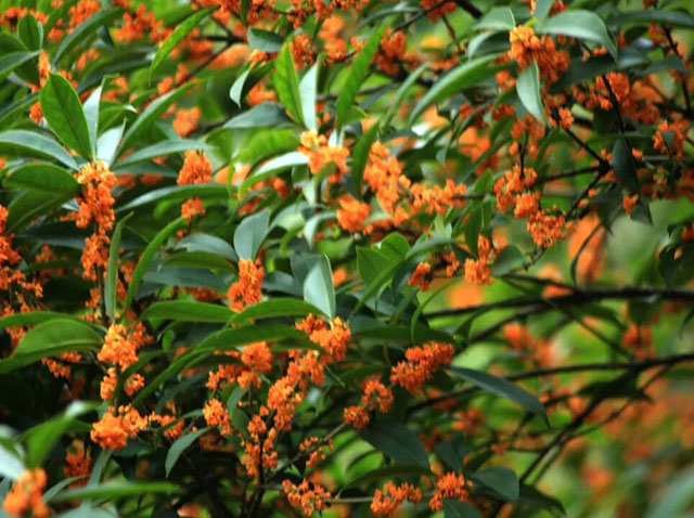 月是故乡明,饼是纳溪香(图6) 6.jpg