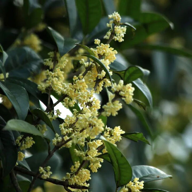 月是故乡明,饼是纳溪香(图7) 7.jpg