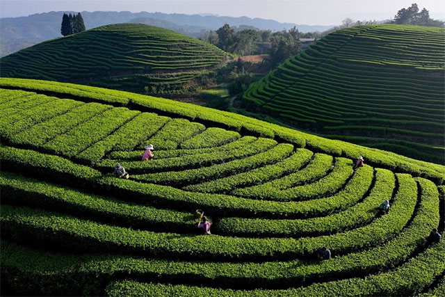 月是故乡明,饼是纳溪香(图11) 11.jpg