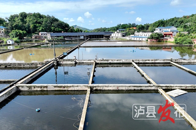揭秘！泸县这里有座珍稀鱼苗“产房”