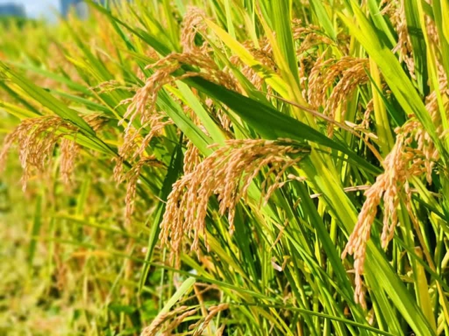 古蔺县白泥镇：“稻+鱼”共生绘就现代农业新画卷