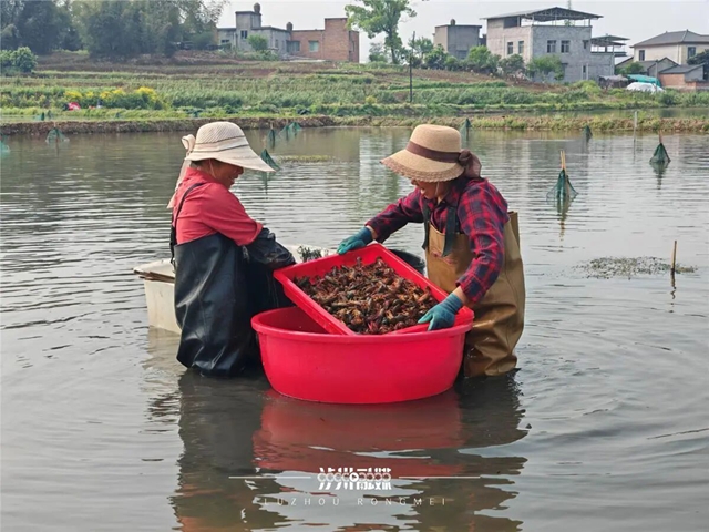 全国农渔循环种养高质量发展推进会在泸县召开，泸州稻虾“致富经”获全国关注