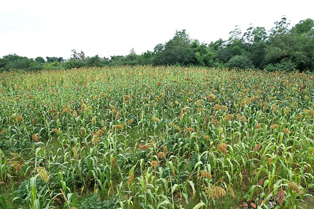 揭秘！泸县天兴镇高粱一种两收的“诀窍”