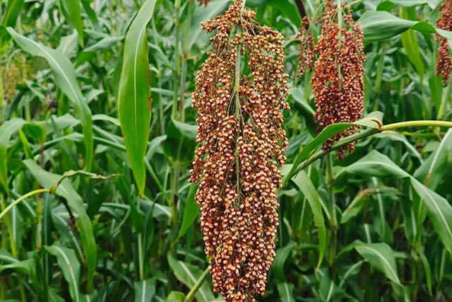 揭秘!泸县天兴镇高粱一种两收的“诀窍”(图2) 2.jpg