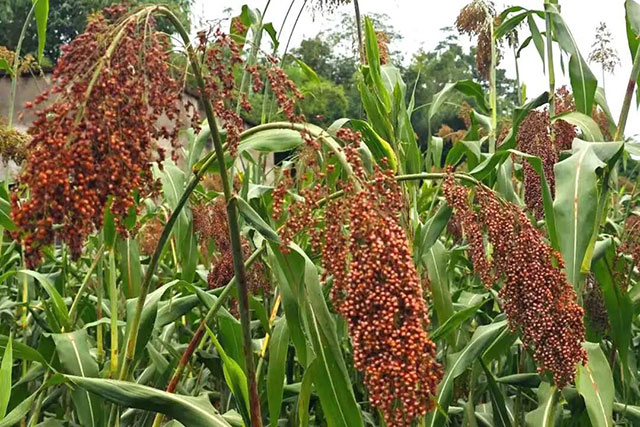 揭秘!泸县天兴镇高粱一种两收的“诀窍”(图3) 3.jpg