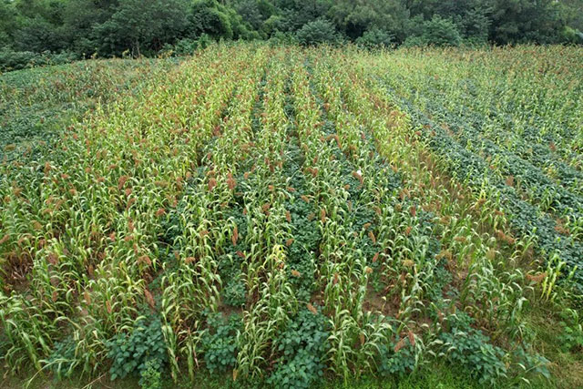 揭秘!泸县天兴镇高粱一种两收的“诀窍”(图4) 4.jpg