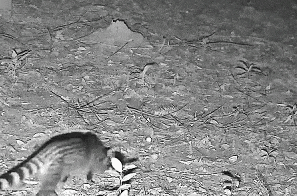 在“撸”和报警之间，选择了报警……