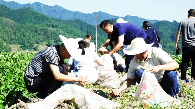 测产喜获丰收!古蔺县粮烟融合绘就乡村振兴新画卷(图5) 古蔺4.jpg