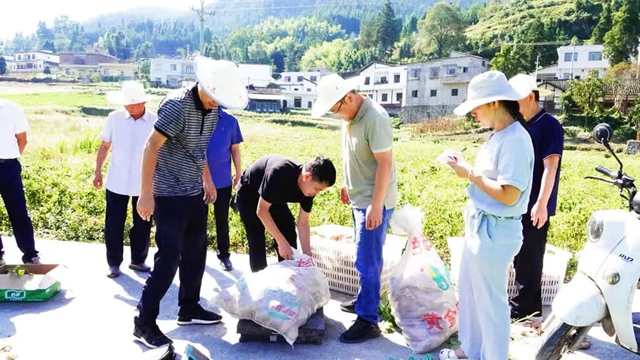 测产喜获丰收!古蔺县粮烟融合绘就乡村振兴新画卷(图4) 古蔺3.jpg
