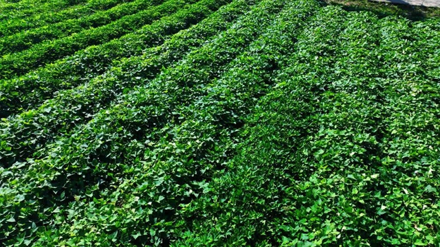 测产喜获丰收!古蔺县粮烟融合绘就乡村振兴新画卷(图2) 古蔺2.jpg