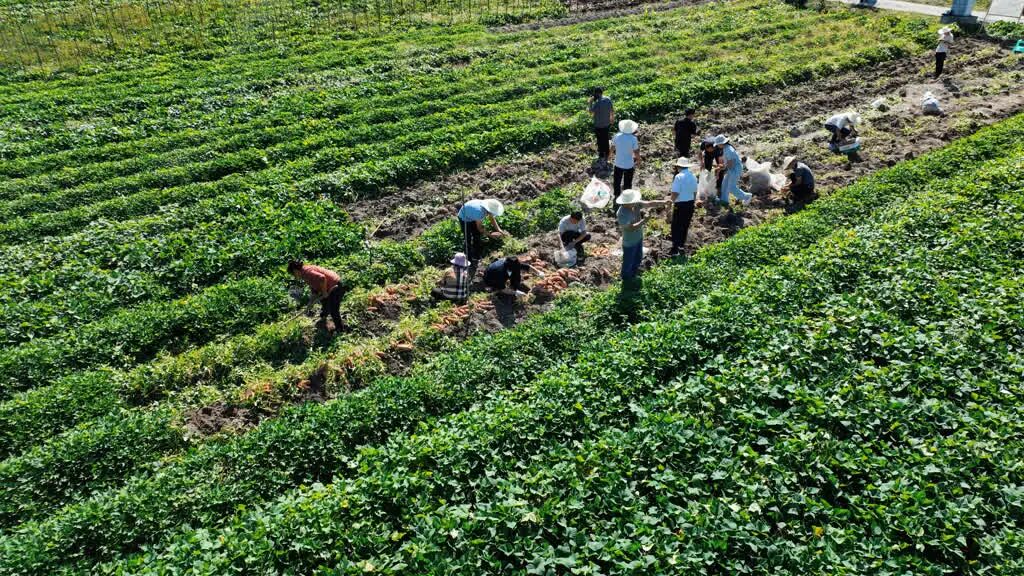 测产喜获丰收!古蔺县粮烟融合绘就乡村振兴新画卷(图3) 古蔺5.jpg