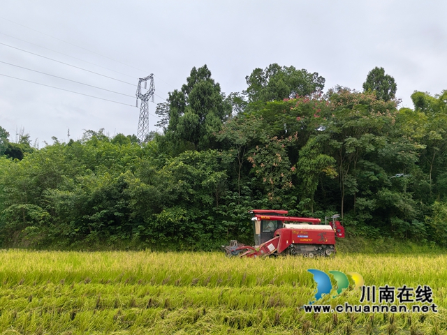 机械轰鸣吞稻浪 泸县53万亩再生稻开镰收割