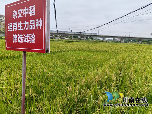 专业合作社承担的中稻强再生力品种筛选试验（曾佐然摄）.jpg