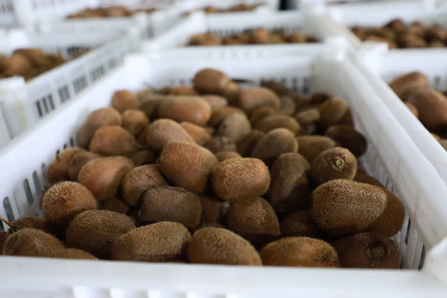 万亩猕园挂满“金果果”!古蔺县第四届猕猴桃丰收季启幕(图4) 4.jpg