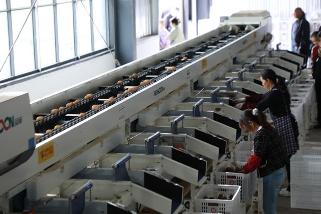 万亩猕园挂满“金果果”!古蔺县第四届猕猴桃丰收季启幕(图5) 5.jpg